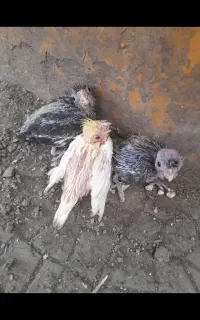 طوطی عروس