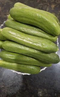 خیار گلخانه ای