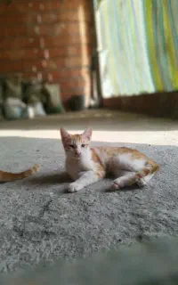 گربه dsh نارنجی