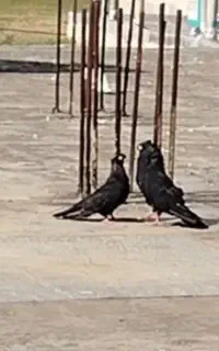 یک جفت کبوتر زاغ نر و ماده