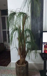 درختچه