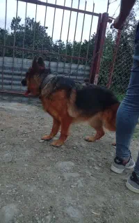 سگ ژرمن ماده