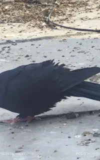 زاغ نر