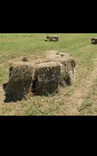 یونجه مرغوب