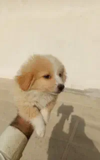 توله سگ پاکوتاه واگذار