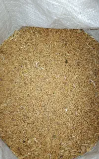 گندم امسال