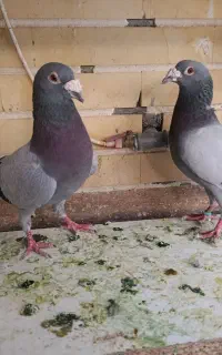 کبوتر