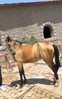 مادیان درهشور به همراه کره سالار۲