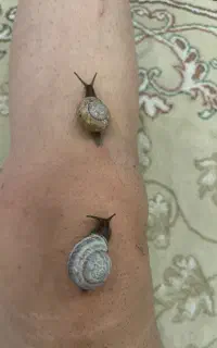 حلزون رایگان