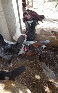 جوجه گلین