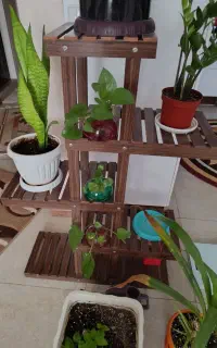 استند