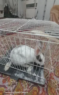 خرگوش