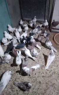 کبوتر
