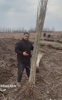 نهالستان پسته گردو