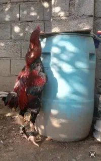 خروس و مرغ لاری معاوضه