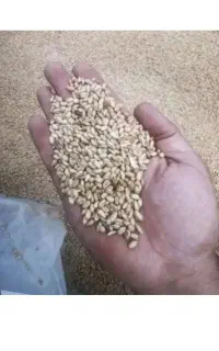 جو.گندم .بذری خرید فروش .بوجاری