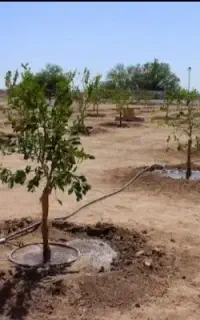 اجرای آبیاری قطره ای و بارانی