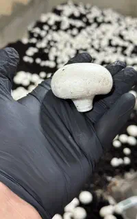 پرورش قارچ شغل خانگی/ با سرمایه کم/ آموزش