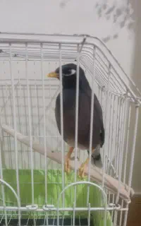 مرغ مینا