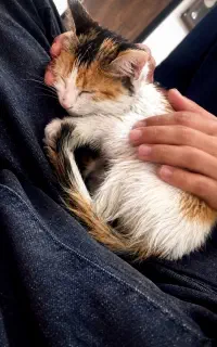 گربه dsh پنج ماهه