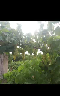 کارگر خانوم برا چیدن انگور