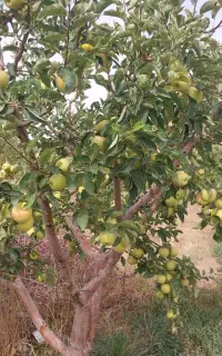 فروش سیب روی درخت
