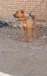 لاس سرابی