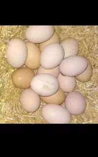 تخم مرغ محلی