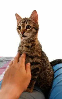 گربه ساکت