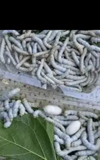 کرم ابریشم قیمت همکاری