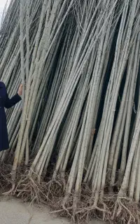 فروش نهال صنوبر نیگرا ترکیه با تضمین اصالت