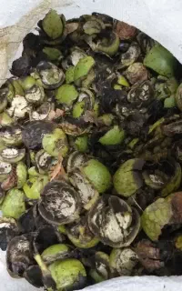پوست سبز گردو