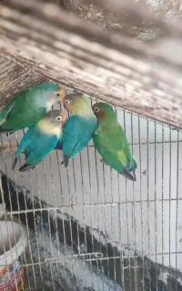 کوتوله بدون مریضی