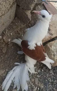 کفتر دوکت سرخ