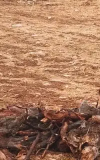 یک عدد تبر قدیمی گم شده