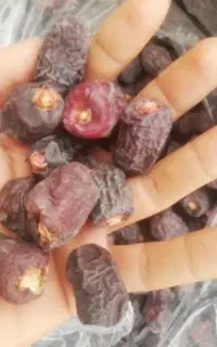 ضایعات خرما