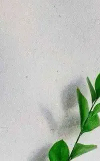 یونجه
