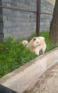 نمیتونم نگهداری کنم باید یکی باشه بهشون برسه