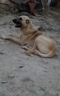 سگ سرابی