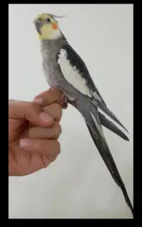 عروس هلندی گم شده