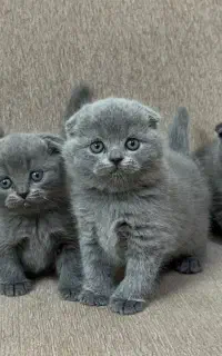 اسکاتیش و بریتیش