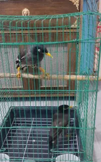 مینا