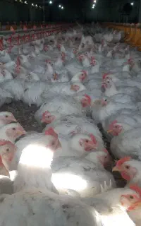 کارگر کاربلد مرغداری