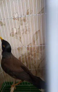 مرغ مینا