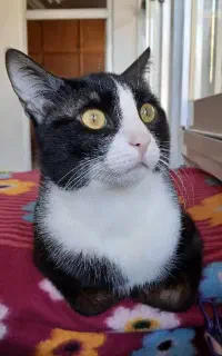 واگذاری گربه