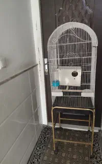 قفس