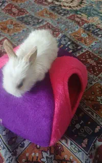 خرگوش مینی لپ