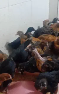 جوجه 55 روزه واکسن خورده