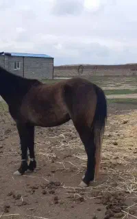 اسب