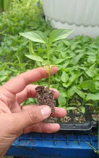 نشا گوجه بادمجان فلفل